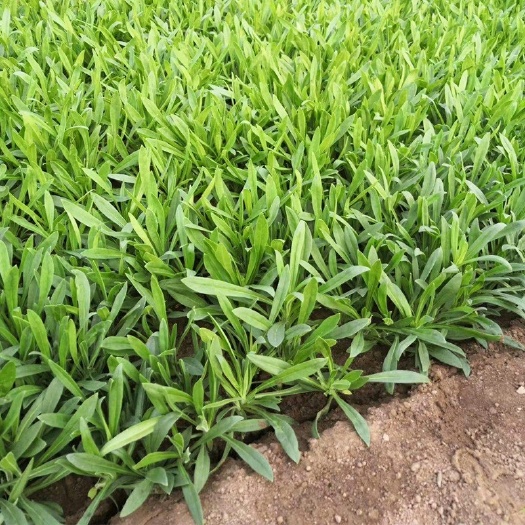 面条菜开始上市页面肥厚，自有基地，货源充足量大优惠，