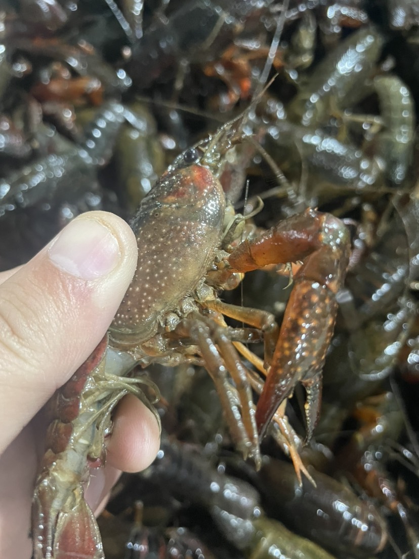 优质小龙虾湖北潜江小龙虾清水虾小青中青大青鲜活包邮干净