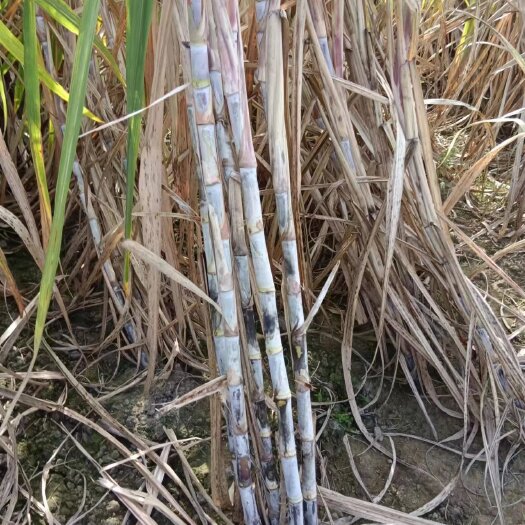 合浦县甘蔗种