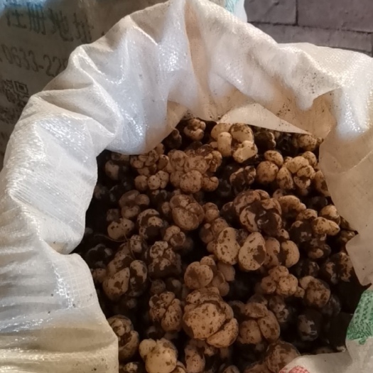 甘谷县优质2023刚采收的贝母种子