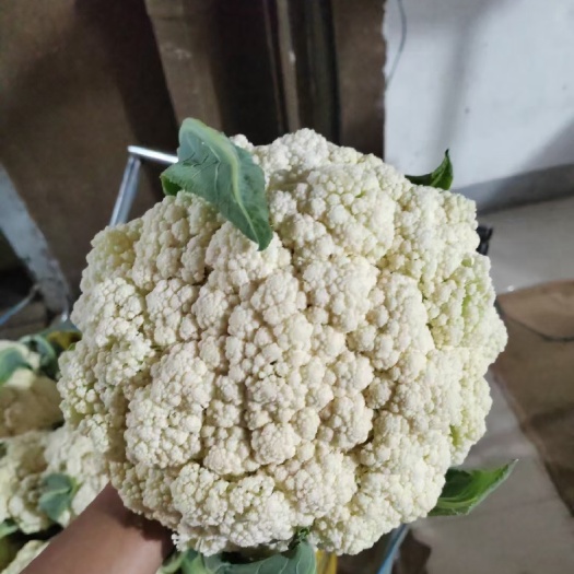 安顺贵州蔬菜，味美价廉，质量保证