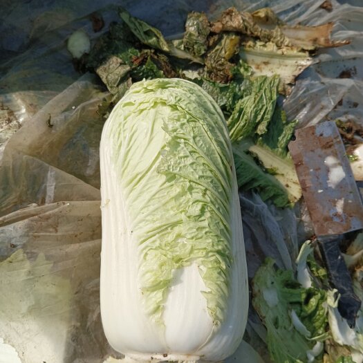 新乐市北京新三号白菜