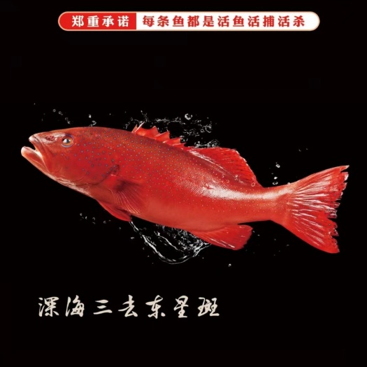 深海东星斑，三去东星斑，去内脏！