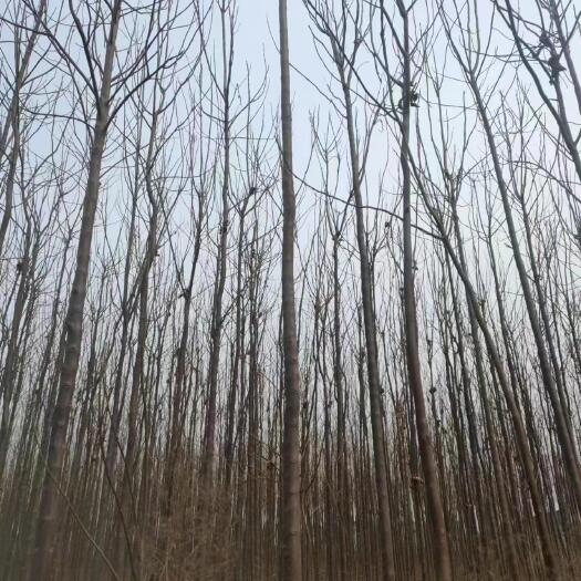 临泉县楸树苗，楸树，绿化景观树，150亩15万棵，量大从优。