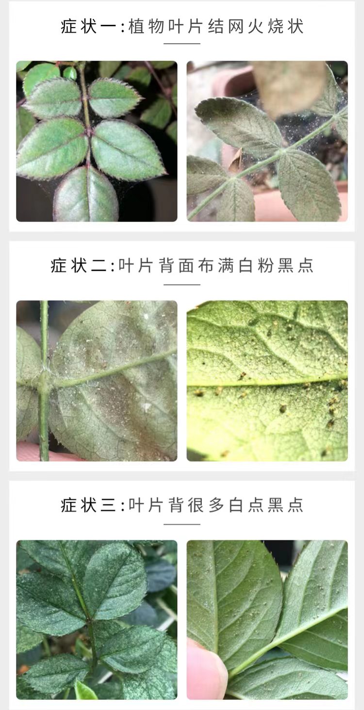 对抗红蜘蛛，红蜘蛛专用杀虫剂