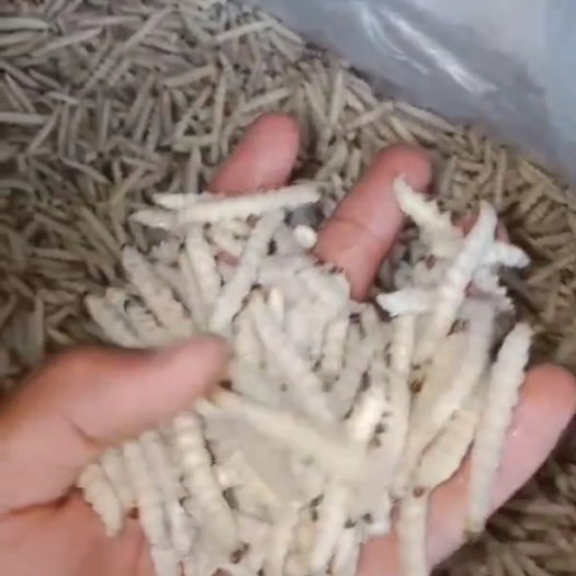 那坡县竹虫