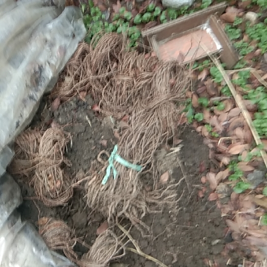 常州五叶爬山虎和三叶爬山虎量大