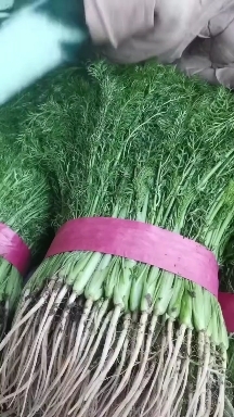 邯郸大家好这里是河北邯郸蔬菜基地，各种叶菜大量上市，欢迎各位老板
