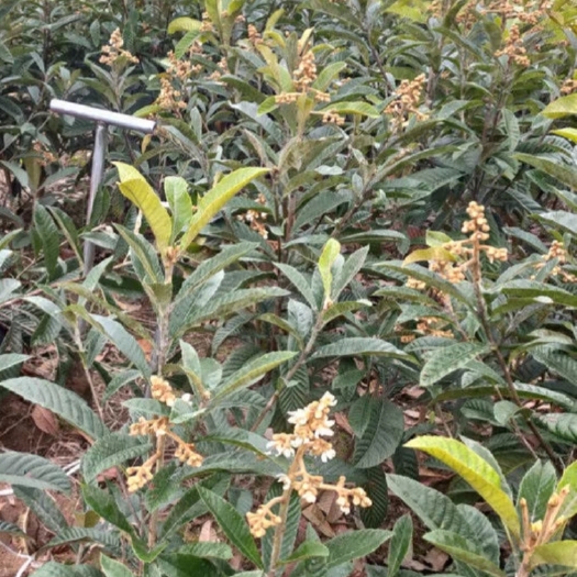 成都二年大五星嫁接枇杷苗裸根发货部分开花了