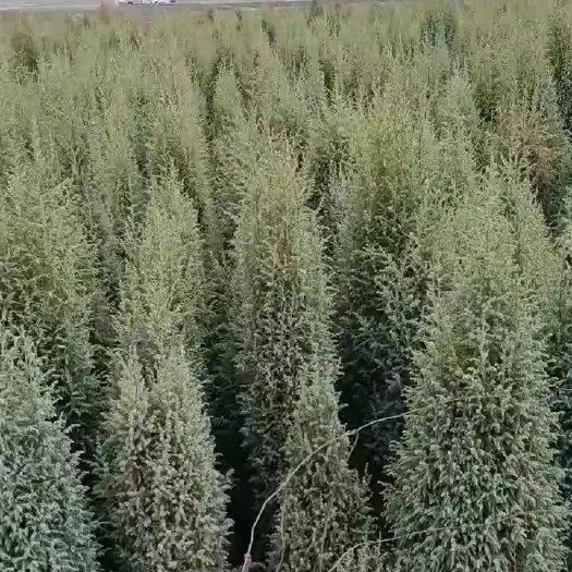 武威圆柏
