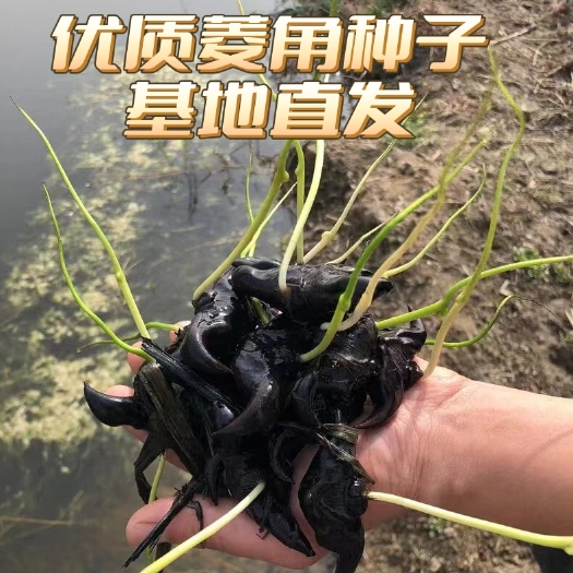沭阳县老菱角种子菱角苗青菱角种子红菱角种子池塘净化