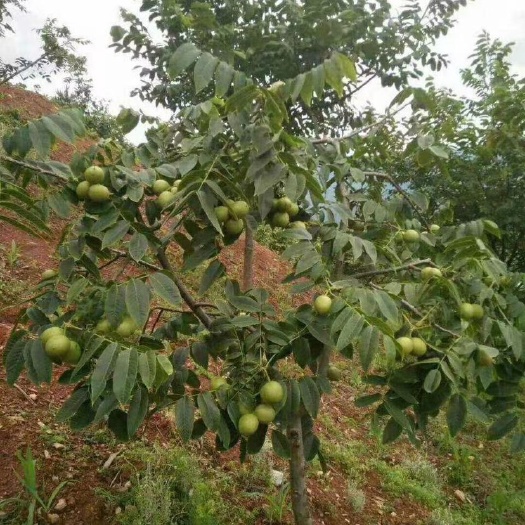 深圳云南昭通鲁麻一号核桃基地