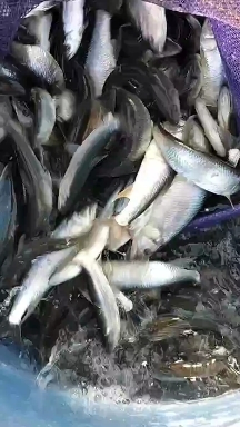 永丰县鲜活马口鱼