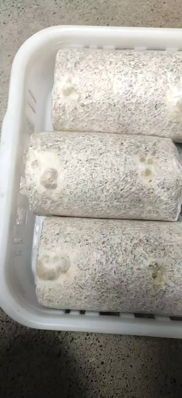 太康县金耳菌包1+1厂家