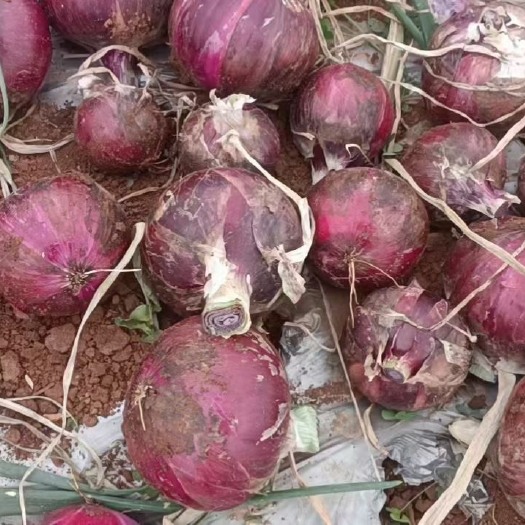 云南红河建水紫皮葱