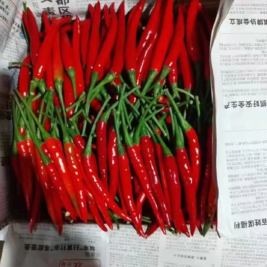 博白县【热销】广西博白，小米椒，朝天椒，货源充足，质量保证