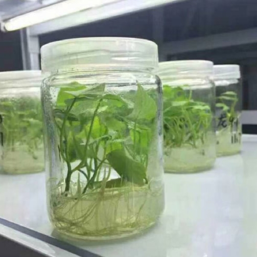 尉氏县振华红薯合作社出售脱毒红薯