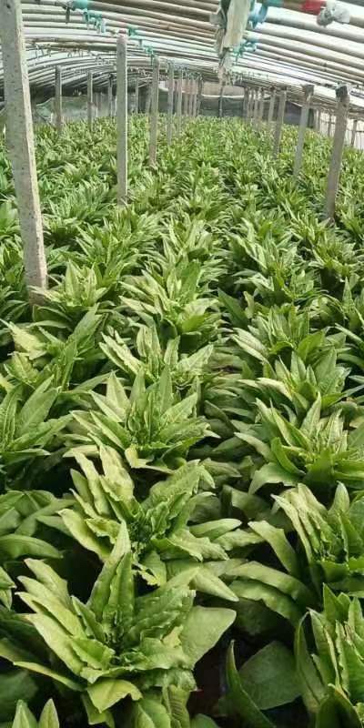 新泰市山东新泰莴苣，青叶 青皮，青瓤