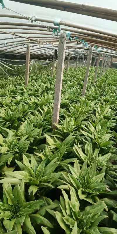 新泰市山东新泰大量莴苣青瓤青叶青皮