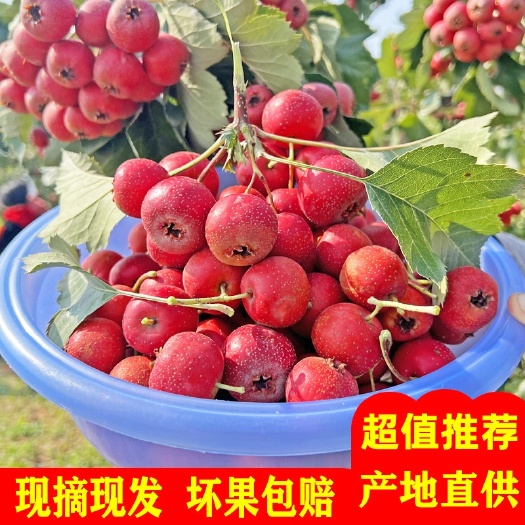 新鲜山楂鲜果精选冰糖葫芦山里红农家现摘大金星大五棱整箱3/5