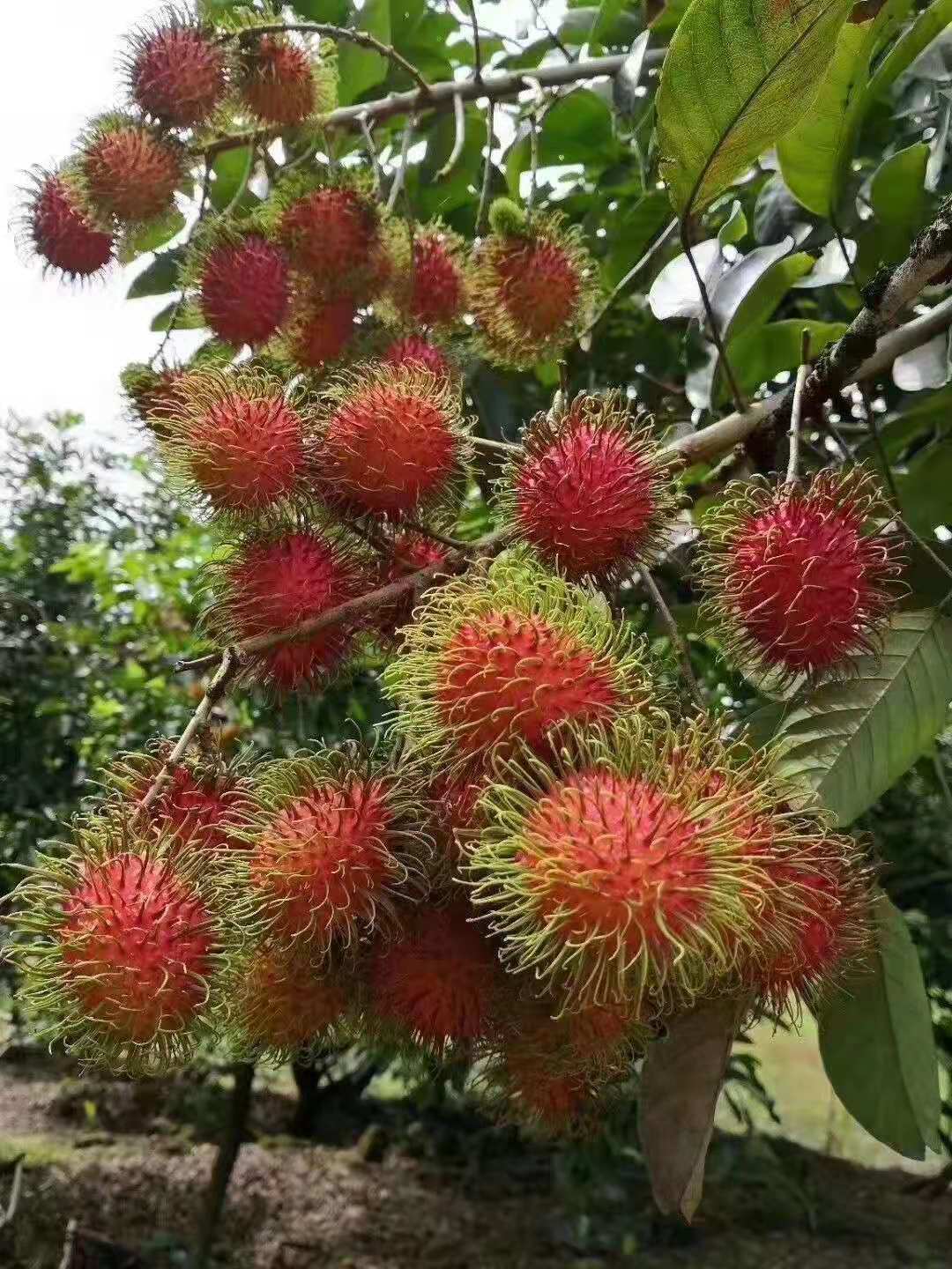 新品红毛丹树苗毛荔枝嫁接果树苗地栽盆栽耐寒南北方果树苗