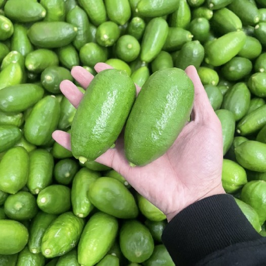 昆明子弹头香水柠檬一级果现货
