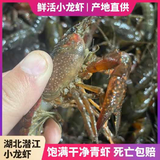 小龙虾鲜活潜江小青中青大青红湖北活虾鲜活水产包邮清水硬规格货