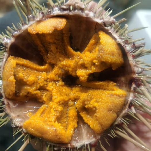 大连海胆 黄胆