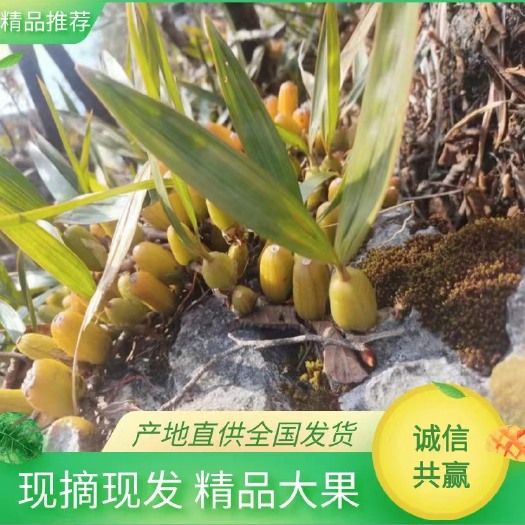 马关县云南 双叶大果 石橄榄 产地直供 现货直发