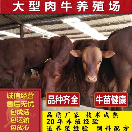 利木赞牛 买10头送一头 全国包运输