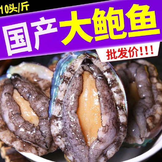 【特大号】鲜活大鲍鱼新鲜冷冻个大鲜活海捕超大非鲍鱼干活体