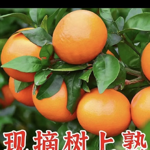 【御品一园】正棕广西沃柑纯甜精榀彩箱新鲜水果柑橘橙桔子3斤