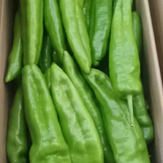 邯郸尖椒