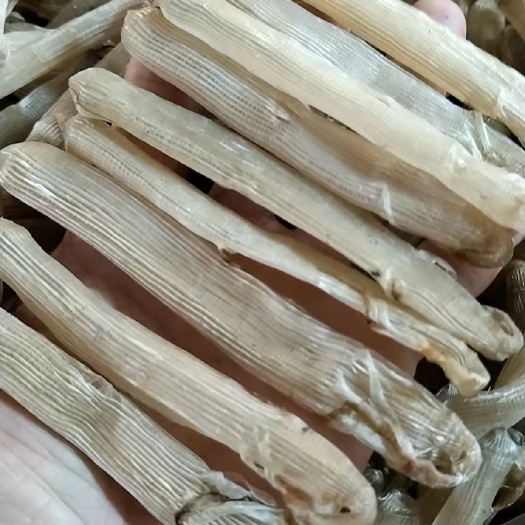北海北部湾品质干沙虫