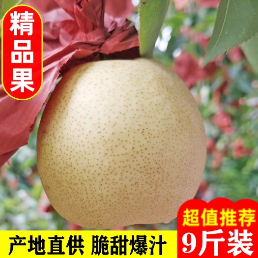 阳曲县山西贡梨蜂蜜冰糖梨子酥梨薄皮脆甜雪梨新鲜应季水果3/5/10