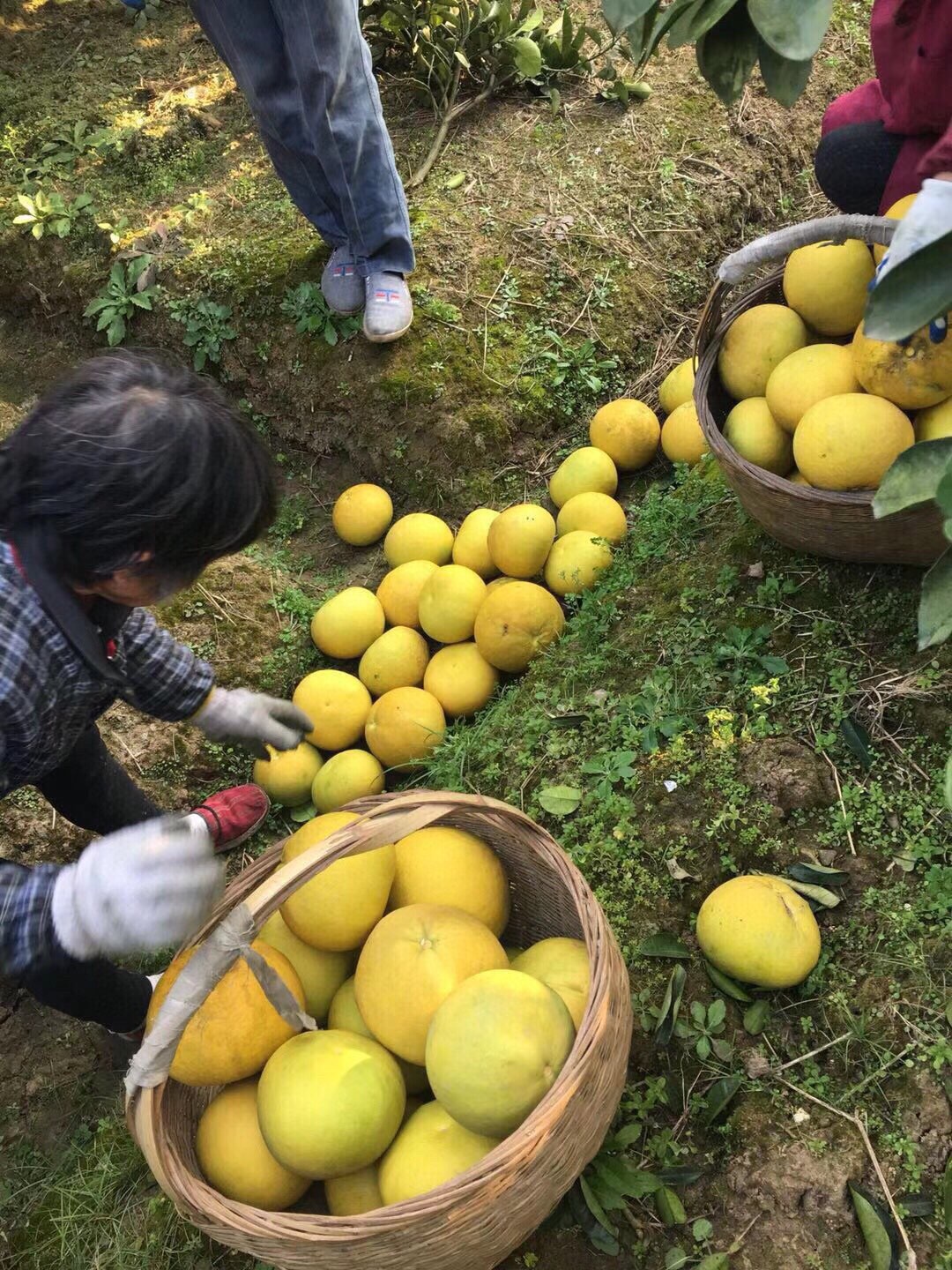 【老树苹果柚】柚子当季新鲜柚子酸甜爆汁，现摘现发