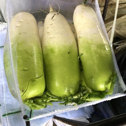 蒲江县青萝卜