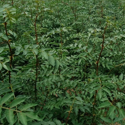 大荔县陕西无刺嫁接大红袍树苗，育苗基地直发，现挖现发，成活率高，