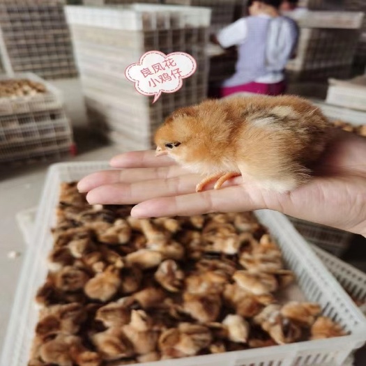 大理市土鸡苗@理三黄鸡苗麻鸡苗绿壳蛋鸡苗青脚鸡苗脱温鸡苗快大肉鸡苗