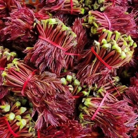 攸县新鲜野生蕨菜龙爪菜每天大量现货供应