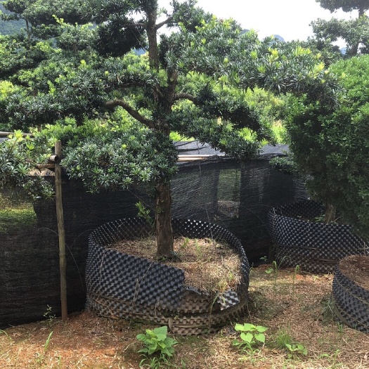 荔浦市短叶造型罗汉松 果树，绿化树