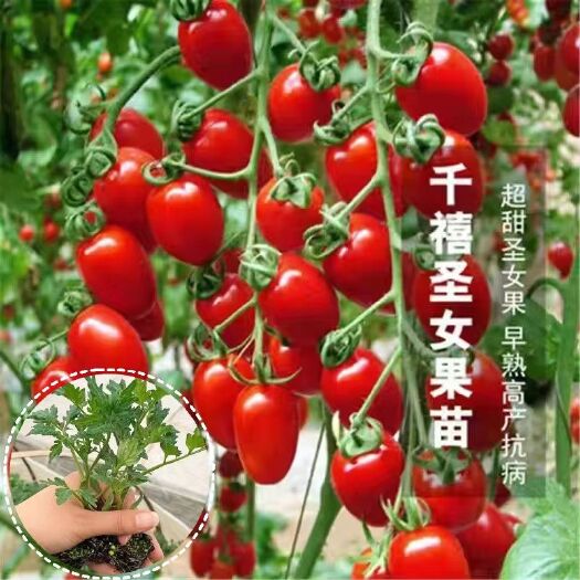 沭阳县各类西红柿小苗48小时发货