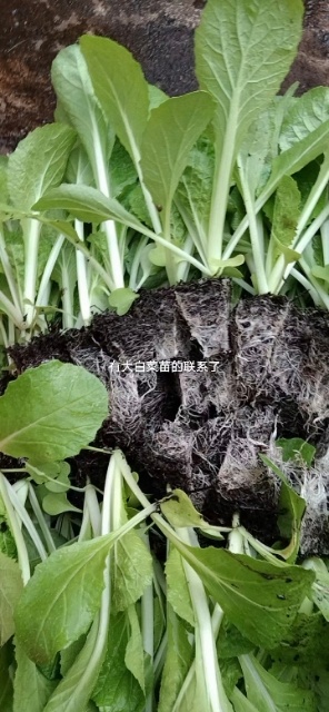 通海县白菜苗