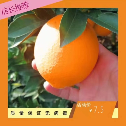 安远县纽荷尔脐橙苗赣南脐橙苗卡拉血橙防虫网全程培育无病毒无溃疡无药