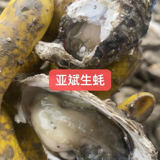 饶平县广东生蚝批发零售生蚝鲜活带壳生蚝海蛎子牡蛎海鲜水产品