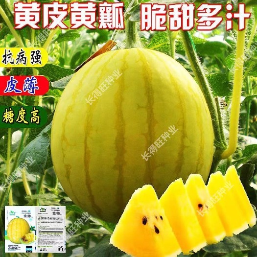 黄皮黄瓤西瓜种子黄心薄皮少籽超甜特色礼品西瓜四季蔬菜水果种孑