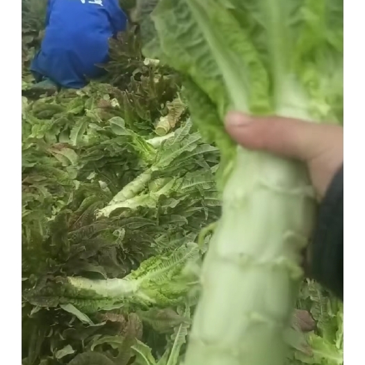 宿州莴苣