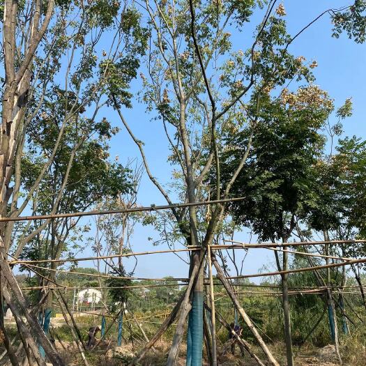 益阳15-20移栽容器栾树