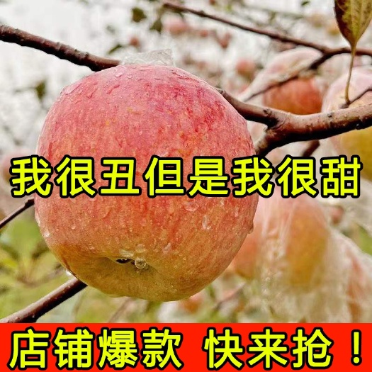 山西运城红富士苹果新鲜水果脆甜多汁现摘现发冰糖心丑苹果