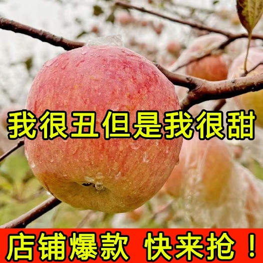 阳曲县山西运城红富士苹果新鲜水果脆甜多汁现摘现发冰糖心丑苹果